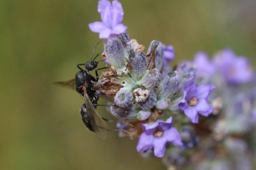 Camponotus cruentatus